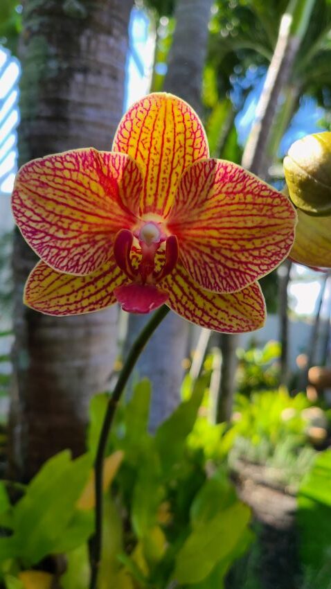 Orange orchid