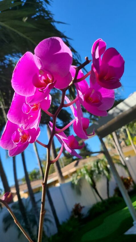 Purple orchid