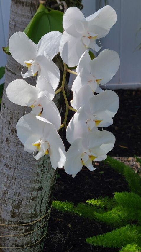 White orchid