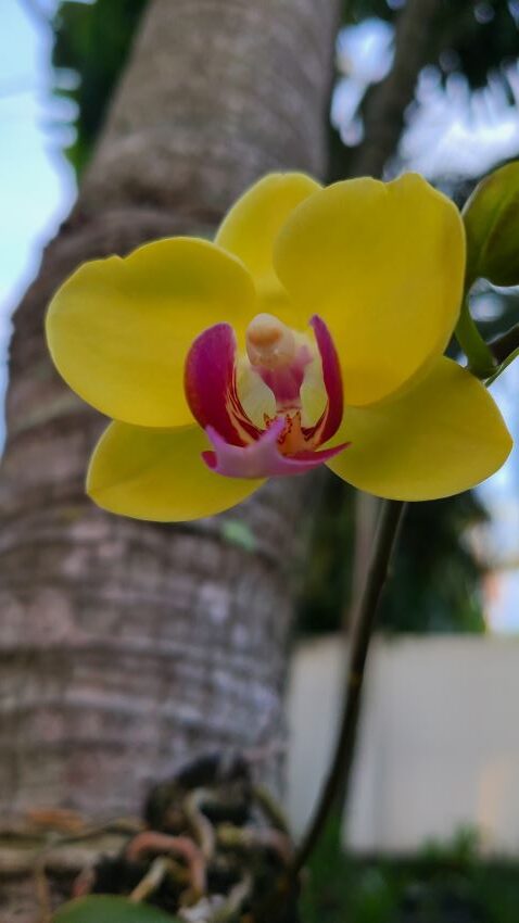 Yellow orchid